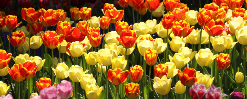 郁金香能在地下过冬的吗 郁金香可以在冬天种吗