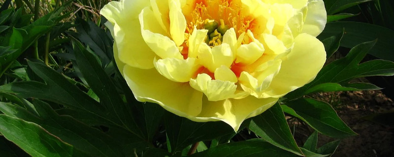 牡丹花北方能养活吗（北方可以养牡丹花吗）