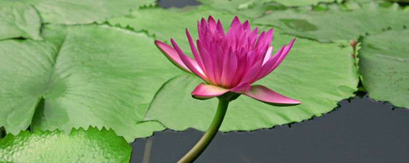 池塘荷花怎么种 池塘荷花怎么种植