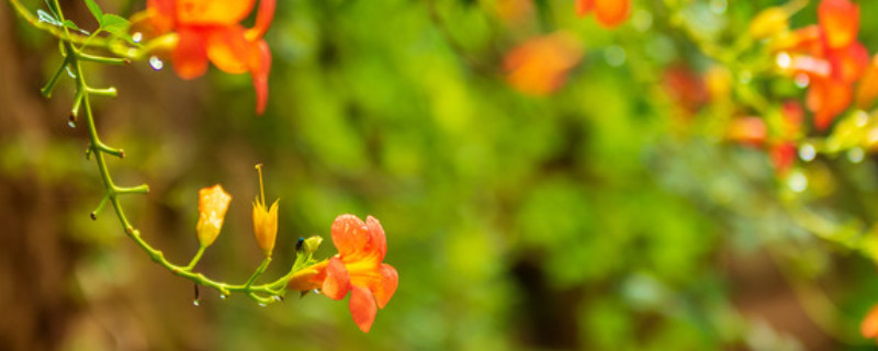 凌霄花怎么修剪 凌霄花怎么修剪可以开爆