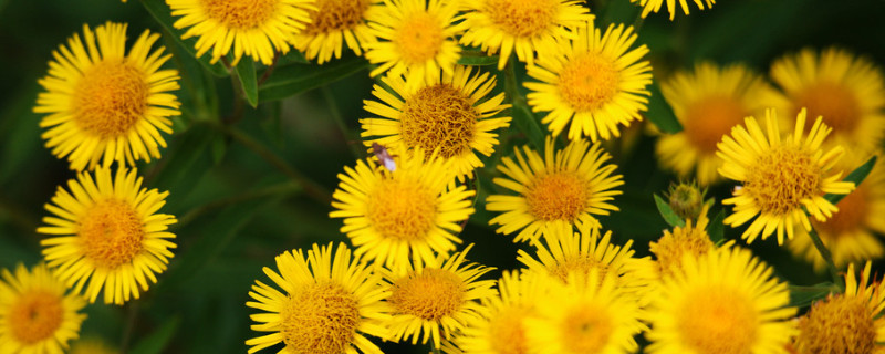 雏菊怎么浇水（小雏菊怎么浇水）