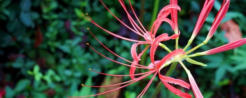 彼岸花种子种植后多久开花 彼岸花种子几年开花