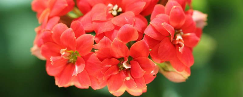 长寿花是多肉吗(长寿花是多肉植物吗)