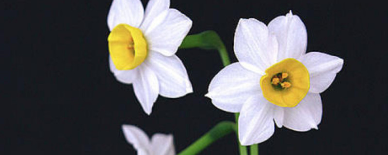 水仙一盆多少颗合适 这些花中水仙花一共有多少盆