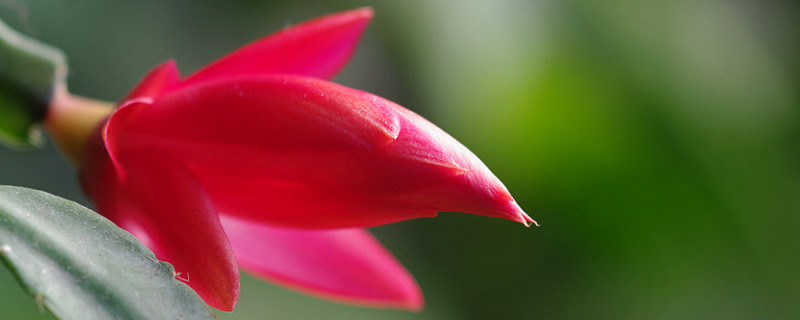 蟹爪兰有花苞了还能施肥吗 蟹爪兰有花苞了可以施肥吗