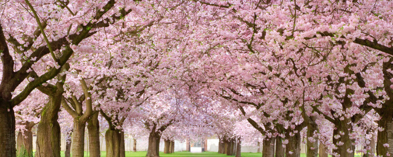 樱花树栽培技术与管理(新栽樱花树养护管理技术)
