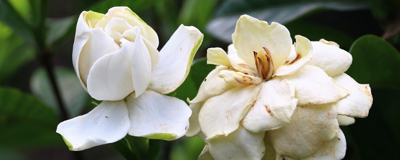 一盆栀子花浇多少水 栀子花一天浇多少次水