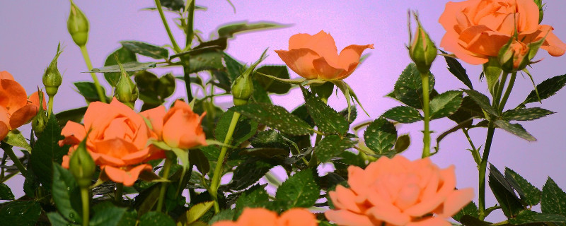 月季花开不出完整的花（月季花只开一次不开花啦）