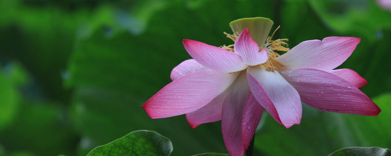 荷花春天是什么样子的 荷花春天是什么样子的?