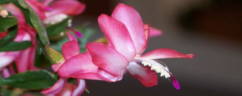 蟹爪兰秋冬季节怎样管理（蟹爪兰春夏季如何管理）