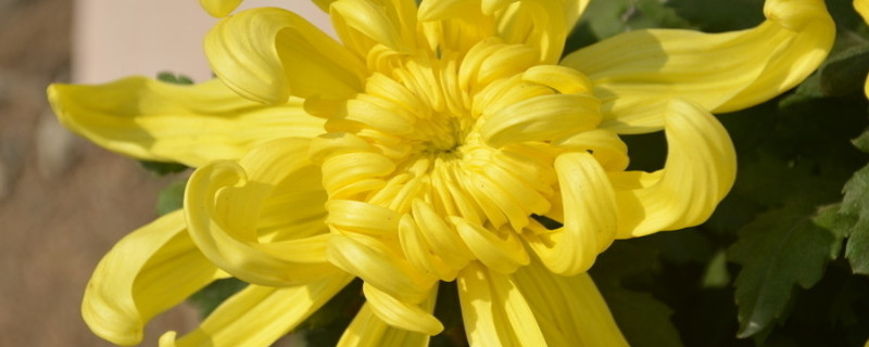 菊花水培能长根吗