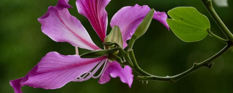 紫荆花秋天可以栽吗（紫荆花啥时候栽）