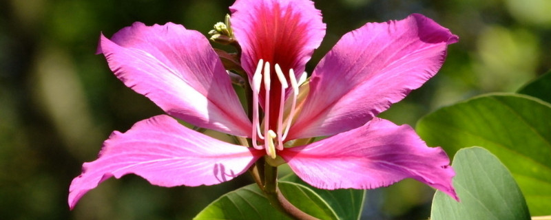 紫荆花冬天落叶吗 紫荆花冬季落叶吗