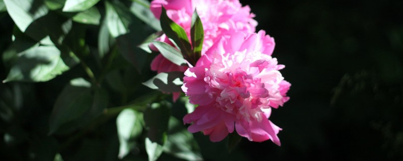 盆栽牡丹如何换盆（牡丹花换盆注意事项）