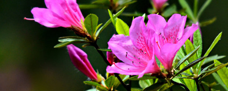 杜鹃花换盆后怎么浇水（杜鹃花换土后浇水不?）