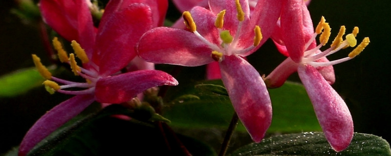 金银花夏天可以移栽吗（金银花什么季节移栽）