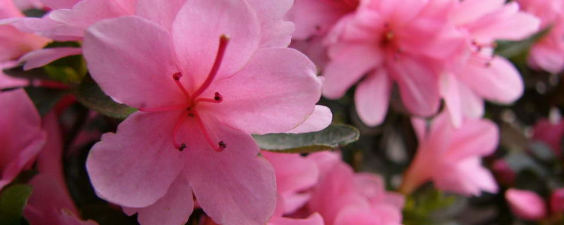 杜鹃花叶子干枯一碰就掉（杜鹃花叶子干枯一碰就掉怎么救）