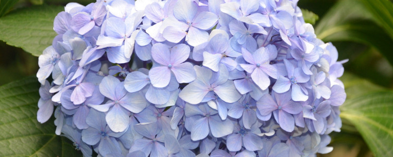 绣球可以泡水一夜吗 绣球可以在水里泡两天吗