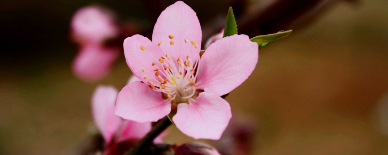 用花瓶如何水养桃花（水养桃花要往瓶里加什么）