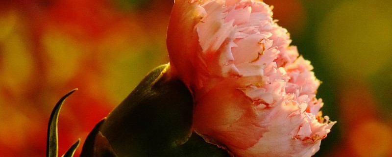 康乃馨又叫什么名字（康乃馨为什么叫这个名字）