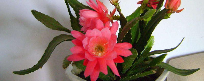 蟹爪兰夏天怕热吗 蟹爪兰冬天怕不怕冷