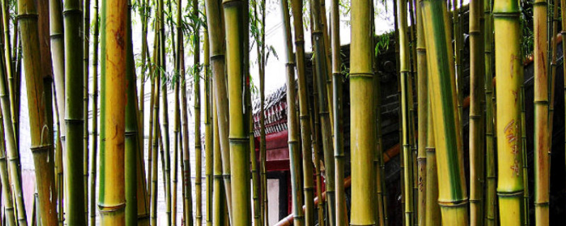 平安竹叶子黄怎么回事（平安竹叶子黄怎么办）