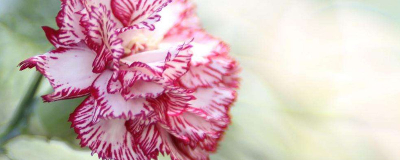 已经开花的康乃馨怎样养护 家养康乃馨开完花如何养