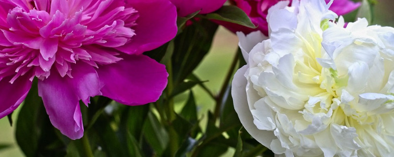 牡丹冬天发芽了怎么办（牡丹秋天发芽怎么办）