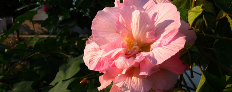 芙蓉花养在室内有毒吗（芙蓉花能在室外养吗）