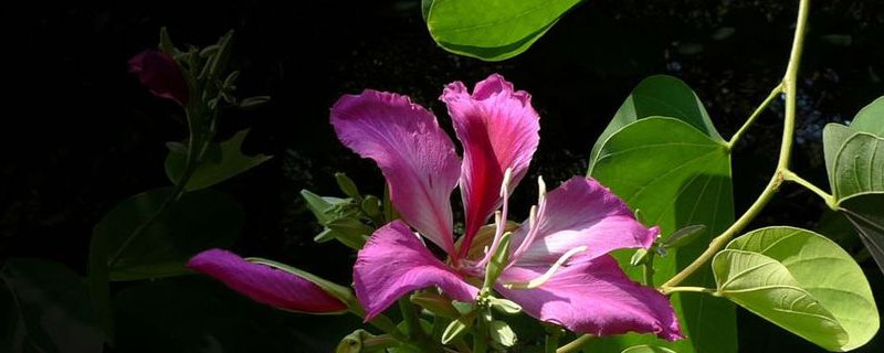 紫荆花是先开花后长叶吗 紫荆是不是先花后叶
