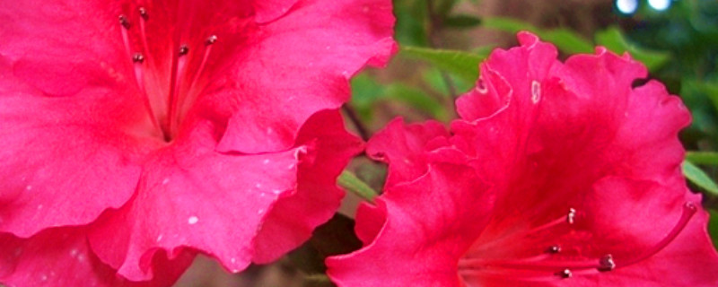 杜鹃花不打药能开花吗（杜鹃花怎么能开花）