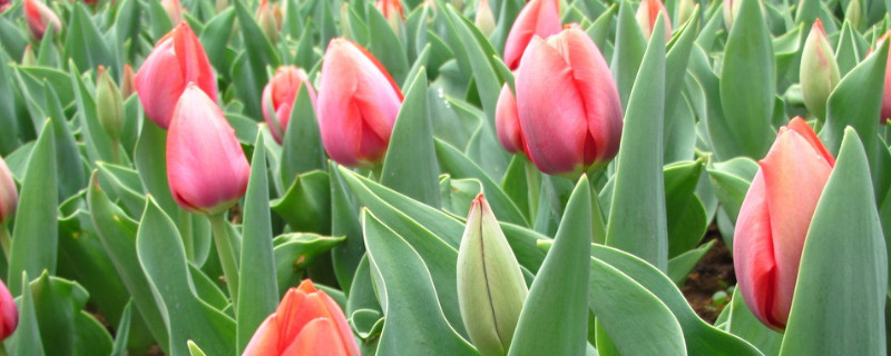 郁金香可以做干花吗（郁金香干花制作方法）