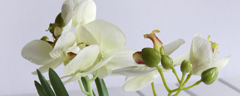 蝴蝶兰夏天怎么管理 蝴蝶兰夏天怎么管理浇水