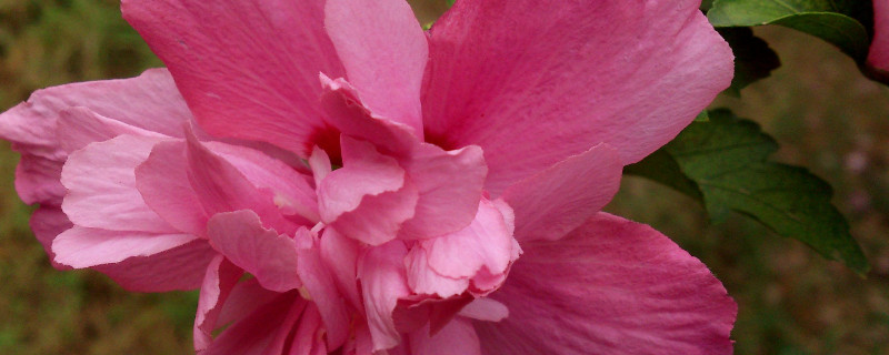 紫荆花的花期有多久 紫荆花期长吗