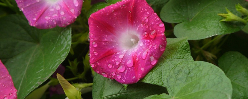 牵牛花夏天要不要施肥(牵牛花施什么肥好)