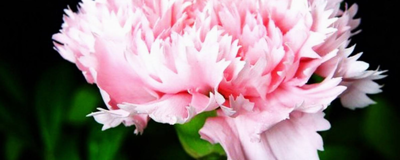 康乃馨秋天能养活吗（康乃馨秋天怎么养）