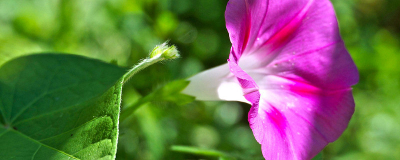 牵牛花是多年生植物吗 牵牛花属于多年生植物吗