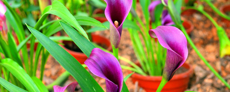 马蹄莲一朵花开多久 马蹄莲多长时间开一次花