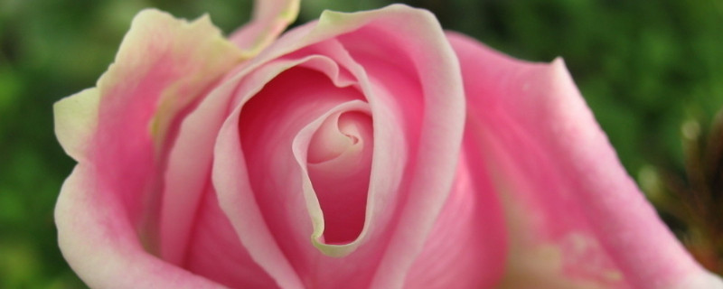 玫瑰老桩种植方法（玫瑰老桩种植方法和注意事项）