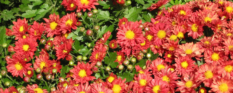 雏菊的花期多长时间 雏菊的花期是几月