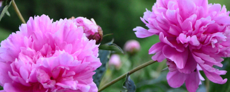 如何养好芍药花 芍药花怎么养家庭养