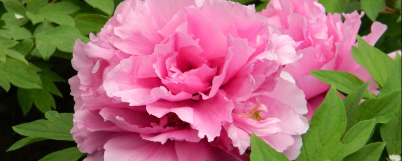 牡丹花的养殖方法和注意事项（牡丹花的养殖方法和注意事项 盆栽）