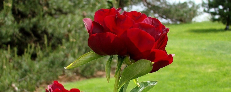 牡丹花地栽注意事项 地栽牡丹花的种植方法和注意事项