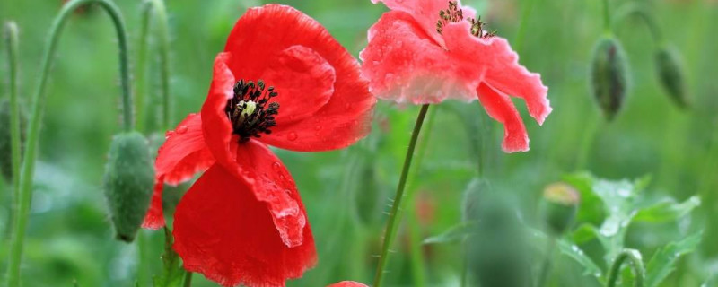 虞美人花什么时候种 虞美人花什么时候种什么时候出