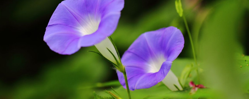 牵牛花徒长了怎么办（牵牛花开花后怎么处理）