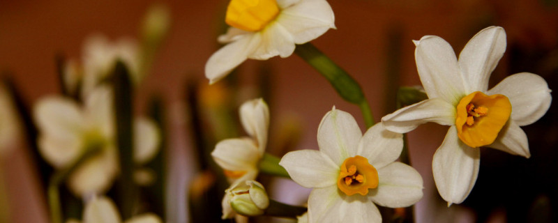 水仙花叶子倒下怎么办（水仙花叶子倒了）