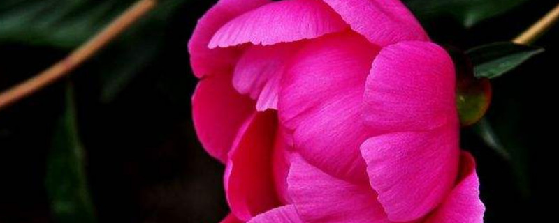 芍药春天种植可以吗（芍药春天能种吗）