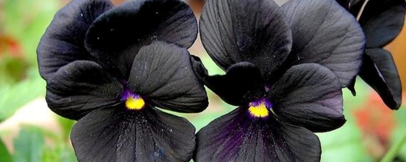 三色堇开花后怎么处理 多肉三色堇开花后怎么处理