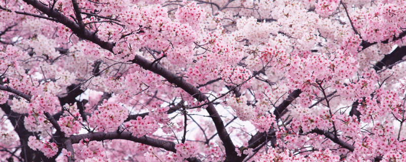 樱花有毒吗 美女樱花有毒吗