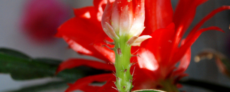 蟹爪兰的花期多长时间（蟹爪兰的花期在什么时候）